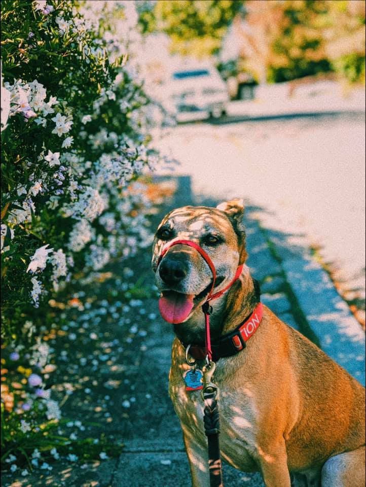 Maya